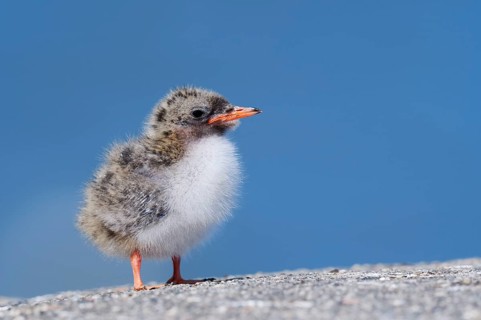 Arctic tern (Sterna paradisaea), chick, Schleswig-Holstein, Germany