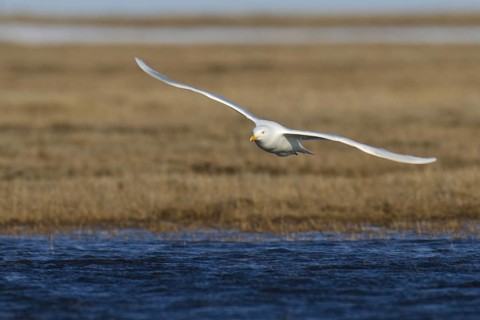 Glaucous Gull (Larus hyperboreus), Alaska, USA