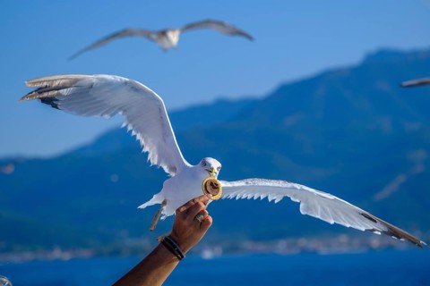 Limenas, Thassos, Greece - Seagulls accompany the Thassos Sea Lines ferry to Limenas and are fed by