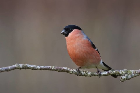 Eurasian Bullfinch (Pyrrhula pyrrhula) male, Schleswig-Holstein, Germany