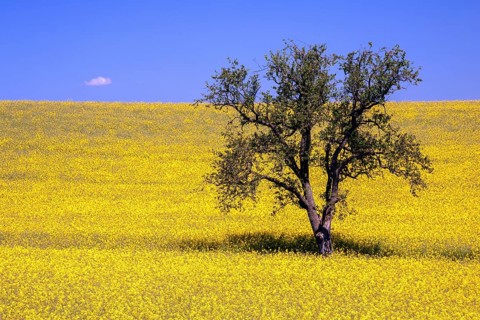 Tree in a yellow flowering rapeseed (Brassica napus) field, rapeseed, blue sky, Germany