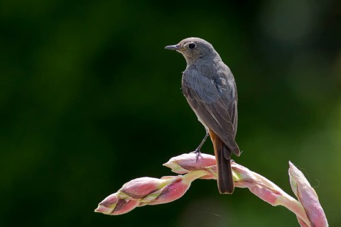 Black Redstart (Phoenicurus ochruros) female, Hungary