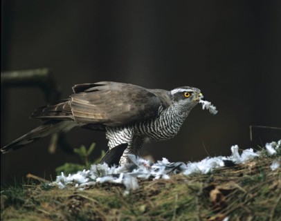 Accipiter gentilis, Accipitriformes, Goshawk, Hawk, Prey, Birds, Capture, Birds of Prey, Leo, Male,