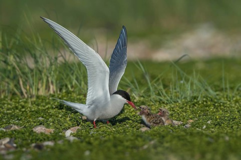 Arctic Tern (Sterna paradisaea) feeds chick, Schleswig-Holstein, Germany