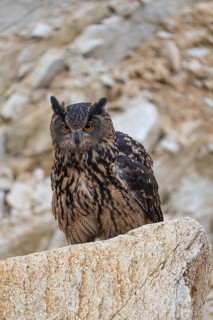 One Eurasian Eagle Owl, Bubo bubo, sitting on a grey rock in a stone quarry
