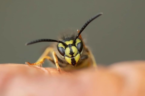Common wasp (Vespula vulgaris) adult insect on fallen fruit in a garden in summer, England, United