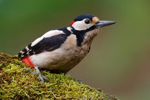 Great Spotted Woodpecker (Dendrocopos major) male, Asturias, Spain