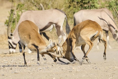 Southern lechwe (Kobus leche) arguing with each other walking in the dessert, captive, distribution