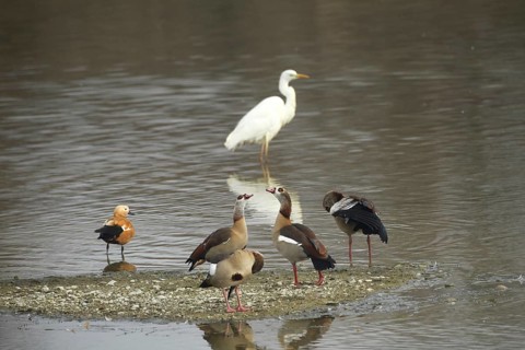 Egyptian geese (Alopochen aegyptiaca) single Ruddy Shelduck (Tadorna ferruginea) and single Great