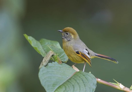 Chestnut-tailed Minla - Doi Inthanon National Park, Thailand
