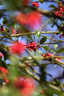 Ilex, Winter, Germany