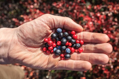 Man holding berries, wild berries, autumn, Dempster Highway, Yukon, Canada