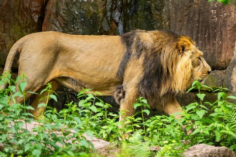 Asiatic lion (Panthera leo persica) male walking around on the ground, captive, Germany