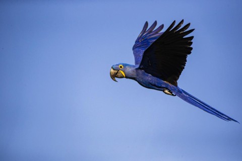Hyacinth Macaw (Anodorhynchus hyacinthinus) Pantanal Brazil