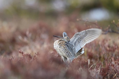 Great Snipe (Gallinago media) flapping wings, Buskerud, Norway