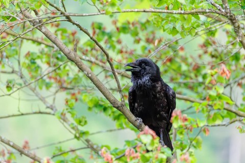 A common raven (Corvus corax) perches on a branch at the edge of a forest on a cloudy spring day.