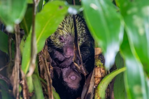 Mexican hairy dwarf porcupine (Coendou mexicanus), sleeping in a tree, Alajuela, Costa Rica