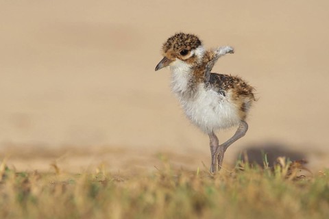 Banded Lapwing (Vanellus tricolor) juvenile, Coral Bay, Australia