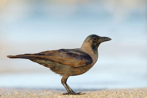 Shining Crow, Indian House Crow, House Crow, (Corvus splendens), Corbeau familier, Corneja India,