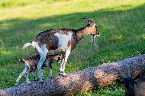 One female Tauernschecke goat, Capra aegagrus hircus, balancing along a tree trunk lying on meadow.