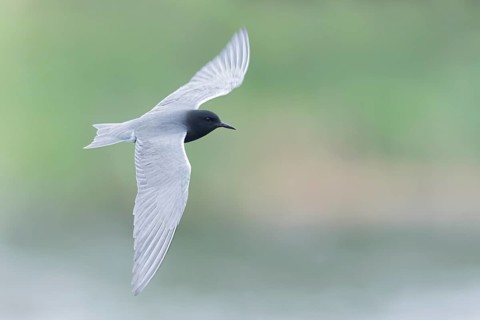 Black Tern (Chilidonias niger) flying above a wetland in Saskatchewan, Canada