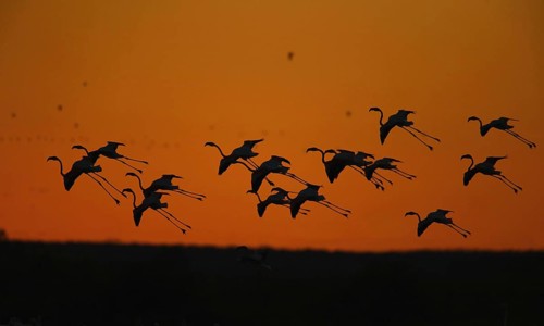Greater Flamingo (Phoenicopterus roseus), Vila Franca de Xira, Portugal