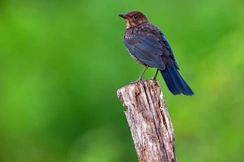 Blackbird (Turdus merula), one, individual, biotope, habitat, perch, garden, Neuhofen,