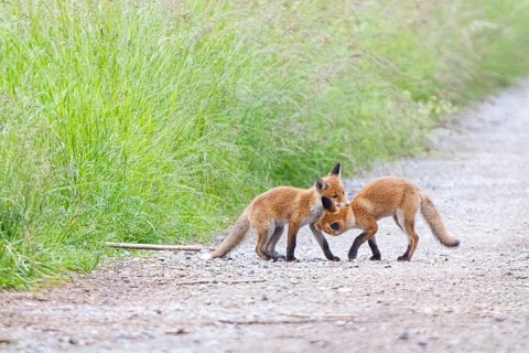 Fox (Vulpes vulpes) puppies Germany