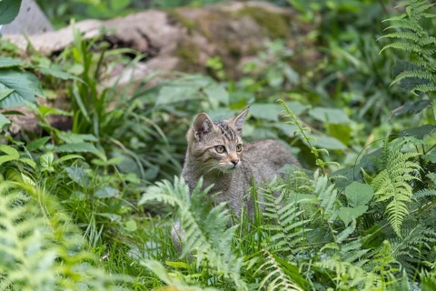 One young european wildcat, Felis silvestris silvestris, hiding in the undergrowth. Green leaves