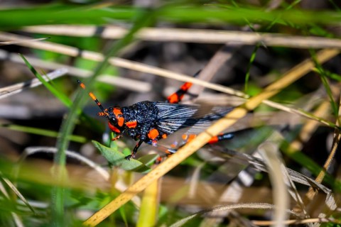 Red and black locust (Maura rubroornata), Drakensberg Mountains, South Africa