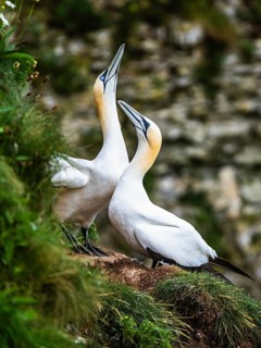 Northern Gannet, Morus bassanus, pair of birds on the cliff, Bempton Cliffs, North Yorkshire,