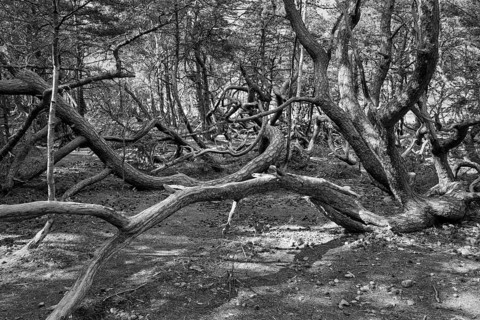 Hiking trail through Trollskogen enchanted forest, gnarled, wind-sculpted pines, Scots pines (Pinus