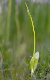 Common snake tongue, snake tongue, snake tongue family, ophioglossaceae, ophioglossum vulgatum,