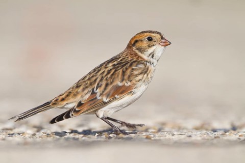Lapland Longspur - Spornammer - Calcarius lapponicus ssp. lapponicus, Germany