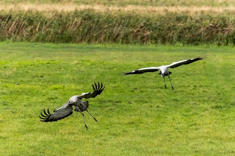 Two cranes come to land on a grass field, lively and dynamic, Crane (Grus grus) wildlife, National