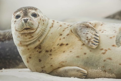 Europäischer Seehund, Phoca vitulina vitulina Harbor seal, Phoca vitulina vitulina