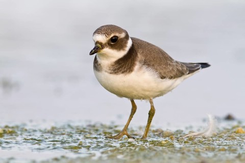 Common Ringed Plover (Charadrius hiatucula), walking on marsh shore, Galicia, Spain