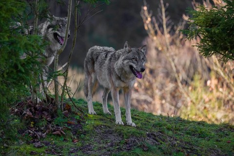 Two adult male eurasian gray wolves (Canis lupus lupus) stand on a green meadow on hilly terrain