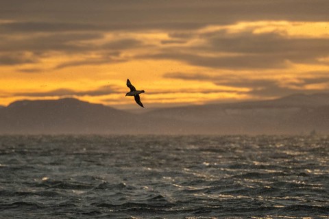Northern fulmar in flight, snow drift, sea near Boltodden, Spitsbergen, Svalbard, Norway