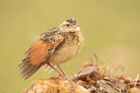 Rufous-naped Lark (Mirafra africana), Masai Mara, Kenya