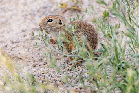 A young ground squirrel (Spermophilus citellus) eats seeds from nearby plants on a sunny day in a