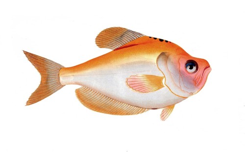 Fish, Pisces, Kyrtus indicus, The Highback, Historical, digitally restored reproduction from a 19th