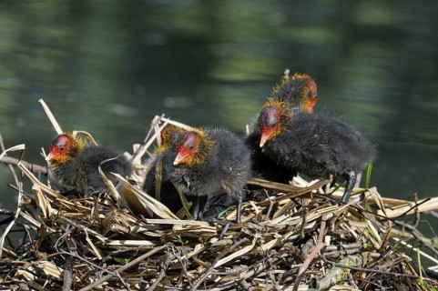 Blaessralle (Fulica atra), Coot, Jungvoegel am Nest, Mai, Oberhausen, Nordrhein-Westfalen,