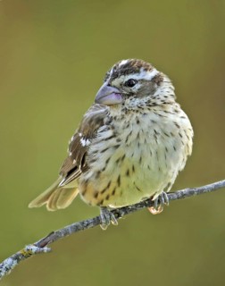 Rose-breasted Grosbeak (Pheucticus ludovicianus) juvenile, Saskatchewan, Canada