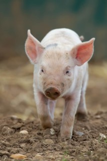 Domestic pig (Sus scrofa domesticus) juvenile baby piglet farm animal in a field in summer,