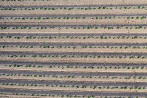 Aerial view of a potato field with ridges and young shoots, Dresden, Saxony, Germany