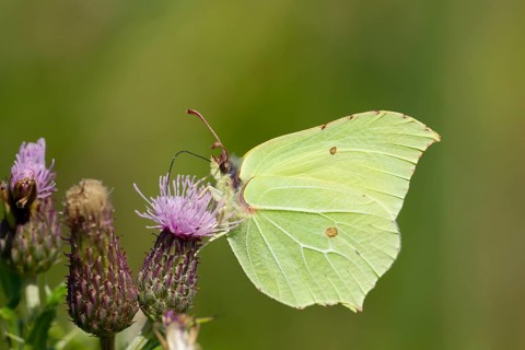 Brimstone butterfly (Gonepteryx rhamni) adult male insect feeding on a Creeping thistle flower in