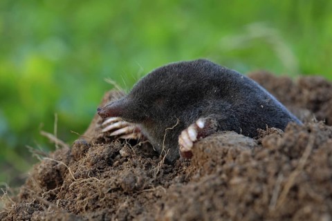 Mole, Talpa europaea, crawling out of brown molehill, green grass at backgrond