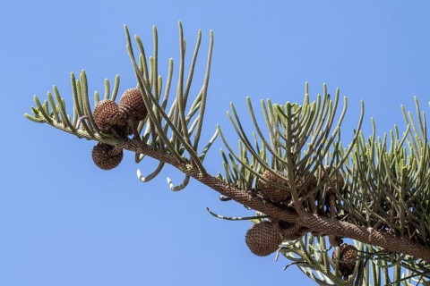 Araucaria (Araucaria araucana), cone, Lanzarote, Canary Islands, Spain