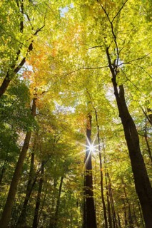 Tall silhouetted Acer - Maple and Betula - Birch trees with abundant backlighted yellow and green